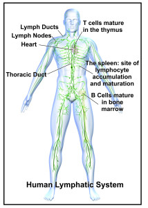 BRAS Lymph System Comp1